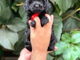 Tüy Yumağı Sevimli Black Toy Poodle