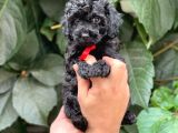 Tüy Yumağı Sevimli Black Toy Poodle