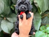 Tüy Yumağı Sevimli Black Toy Poodle