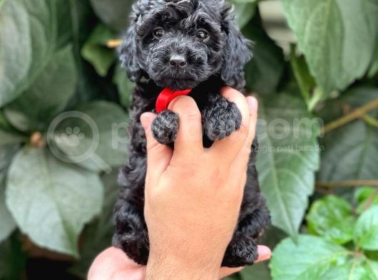 Tüy Yumağı Sevimli Black Toy Poodle görsel
