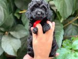 Tüy Yumağı Sevimli Black Toy Poodle