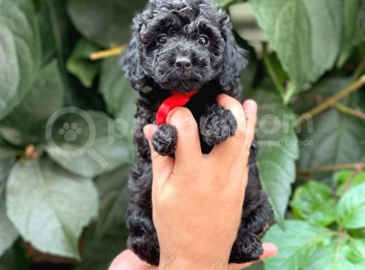 Tüy Yumağı Sevimli Black Toy Poodle