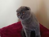 Ankara Scottish Fold Erkek 2.5 Aylık