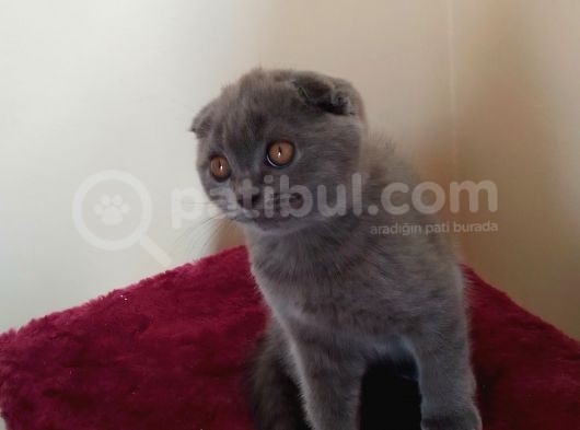 Ankara Scottish Fold Erkek 2.5 Aylık görsel