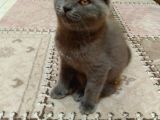 Ankara Scottish Fold Erkek 2.5 Aylık