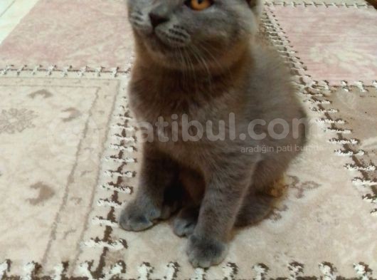 Ankara Scottish Fold Erkek 2.5 Aylık görsel
