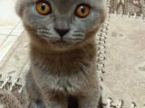 Ankara Scottish Fold Erkek 2.5 Aylık