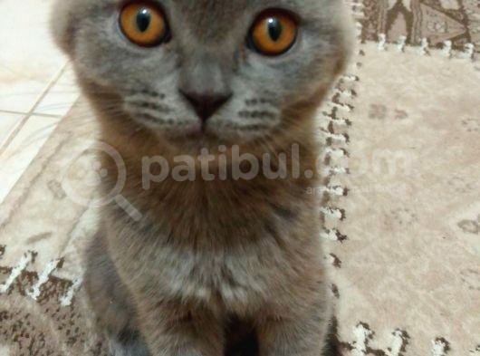 Ankara Scottish Fold Erkek 2.5 Aylık