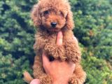 Tüy Yumağı Sevimli Red & Apricot & Redbrown Toy Poodle