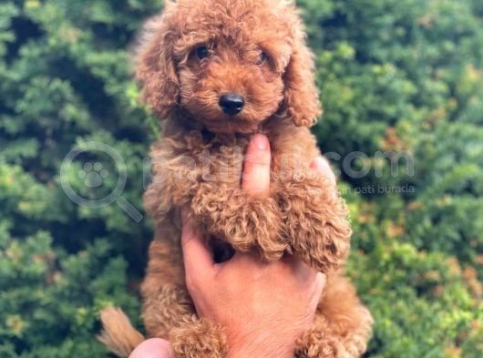 Tüy Yumağı Sevimli Red & Apricot & Redbrown Toy Poodle görsel