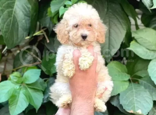 Tüy Yumağı Sevimli Red & Apricot & Redbrown Toy Poodle görsel