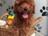 Tüy Yumağı Sevimli Red & Apricot & Redbrown Toy Poodle