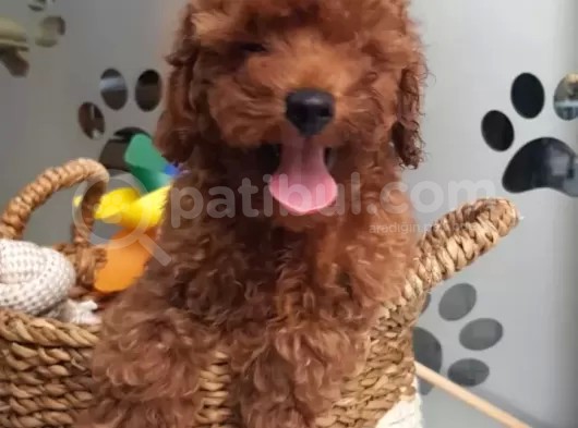 Tüy Yumağı Sevimli Red & Apricot & Redbrown Toy Poodle görsel