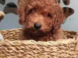 Tüy Yumağı Sevimli Red & Apricot & Redbrown Toy Poodle