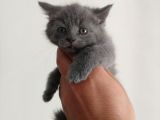 Safkan British Shorthair
