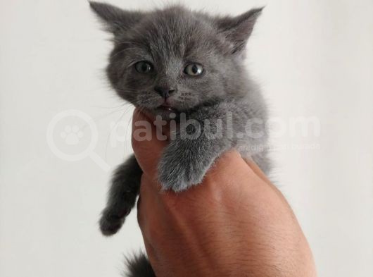 Safkan British Shorthair