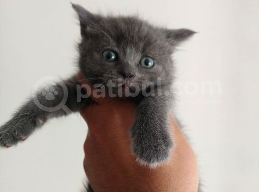 Safkan British Shorthair görsel