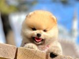 Erkek Ve Dişi Teddy Face Pomeranian Boo