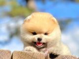 Erkek Ve Dişi Teddy Face Pomeranian Boo
