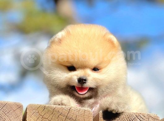 Erkek Ve Dişi Teddy Face Pomeranian Boo görsel