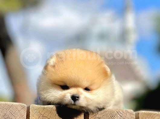 Erkek Ve Dişi Teddy Face Pomeranian Boo görsel