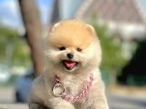 Erkek Ve Dişi Teddy Face Pomeranian Boo