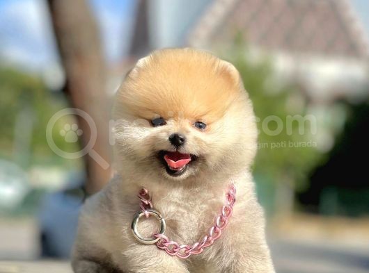 Erkek ve Dişi Teddy Face Pomeranian Boo
