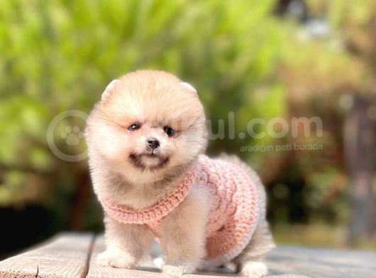 Erkek Ve Dişi Teddy Face Pomeranian Boo görsel