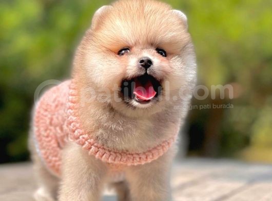 Erkek Ve Dişi Teddy Face Pomeranian Boo görsel