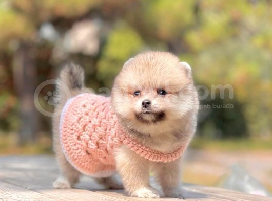 Erkek Ve Dişi Teddy Face Pomeranian Boo görsel