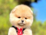Erkek Ve Dişi Teddy Face Pomeranian Boo