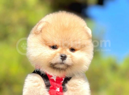 Erkek Ve Dişi Teddy Face Pomeranian Boo görsel