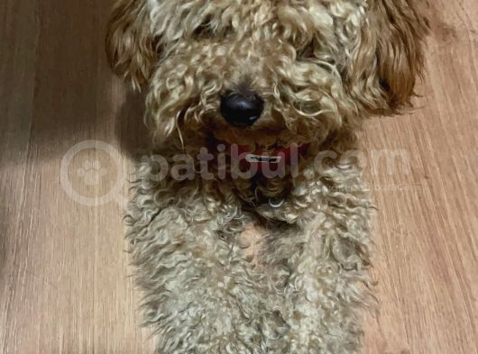 Mükemmel Kalitede Toy Poodle Yavrumuz