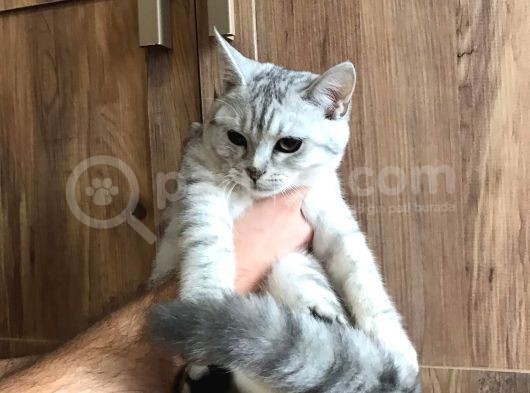 Sosyal Ve Sağlıklı Yavrular İçin Mesaj Atınız görsel