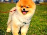 Ayı Surat Pomeranian Boo Yavrularımız