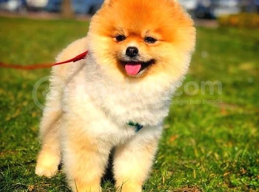 Ayı Surat Pomeranian Boo Yavrularımız