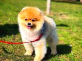 Ayı Surat Pomeranian Boo Yavrularımız