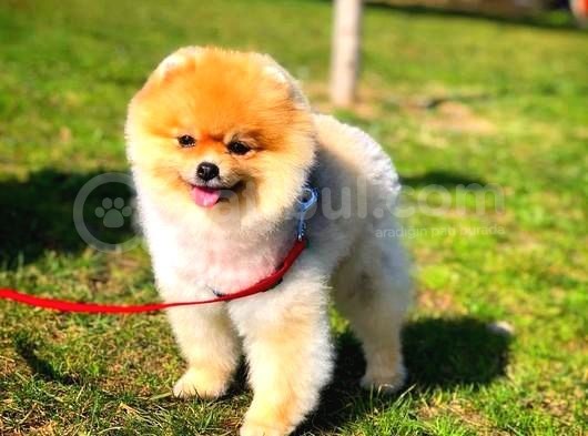 Ayı Surat Pomeranian Boo Yavrularımız görsel