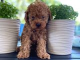 Rusyadan Muhteşem Toy Poodle Yavrularımız