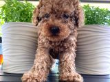 Rusyadan Muhteşem Toy Poodle Yavrularımız