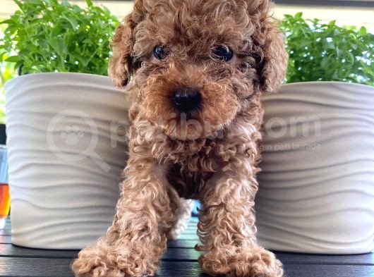 Rusyadan Muhteşem Toy Poodle Yavrularımız görsel