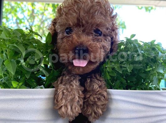 Rusyadan Muhteşem Toy Poodle Yavrularımız görsel