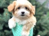 Xs Gold Morkie Yavrumuz