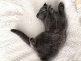 Scottish Fold Kedimiz Yeni Yuvasını Arıyor