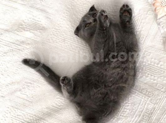 Scottish Fold Kedimiz Yeni Yuvasını Arıyor görsel