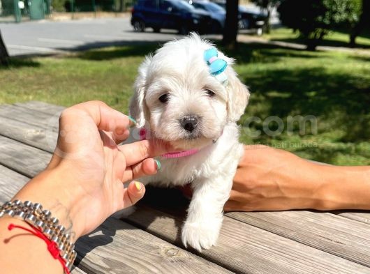 Dişi Maltese Terrier