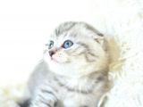 Full Şecereli Silver Scottish Fold ns24