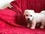 Minik Maltese Terrier