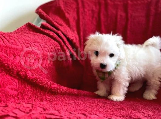 Minik Maltese Terrier görsel