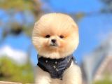 Pomeranian Teddy Bear
